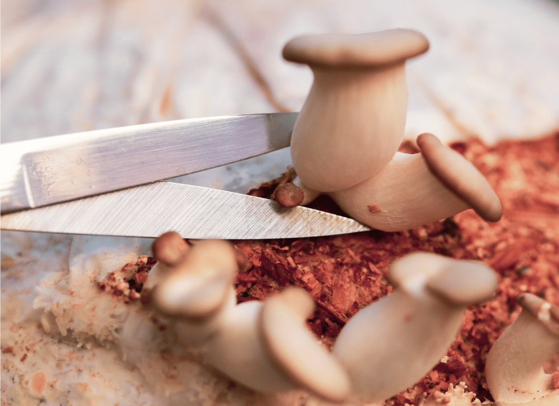 Mastering the Art of Mushroom Cultivation